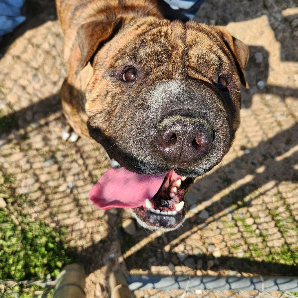 Rumpke, Adoptable, Adult Male Mixed Breed.