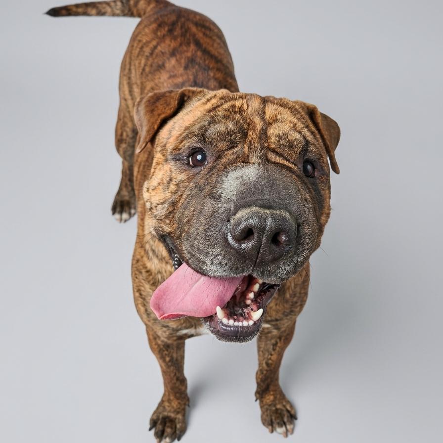 Rumpke, a Adoptable Mixed Breed in Danville, KY image 2/4