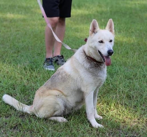 Hazel , Adult Female Siberian Husky