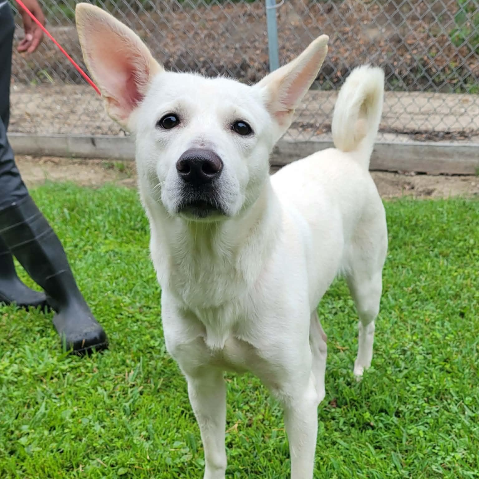 Enlarge Norie, a ADOPTABLE mixed breed in Tylertown, MS image 1/2