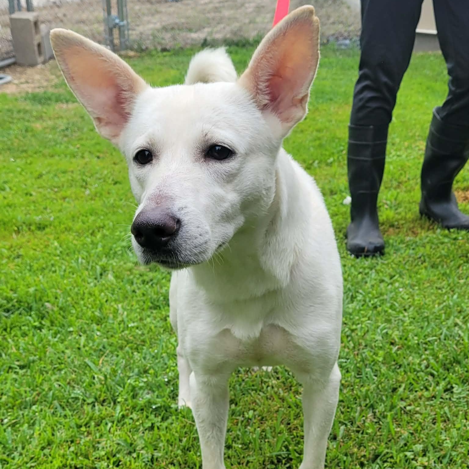 Enlarge Norie, a ADOPTABLE mixed breed in Tylertown, MS image 2/2