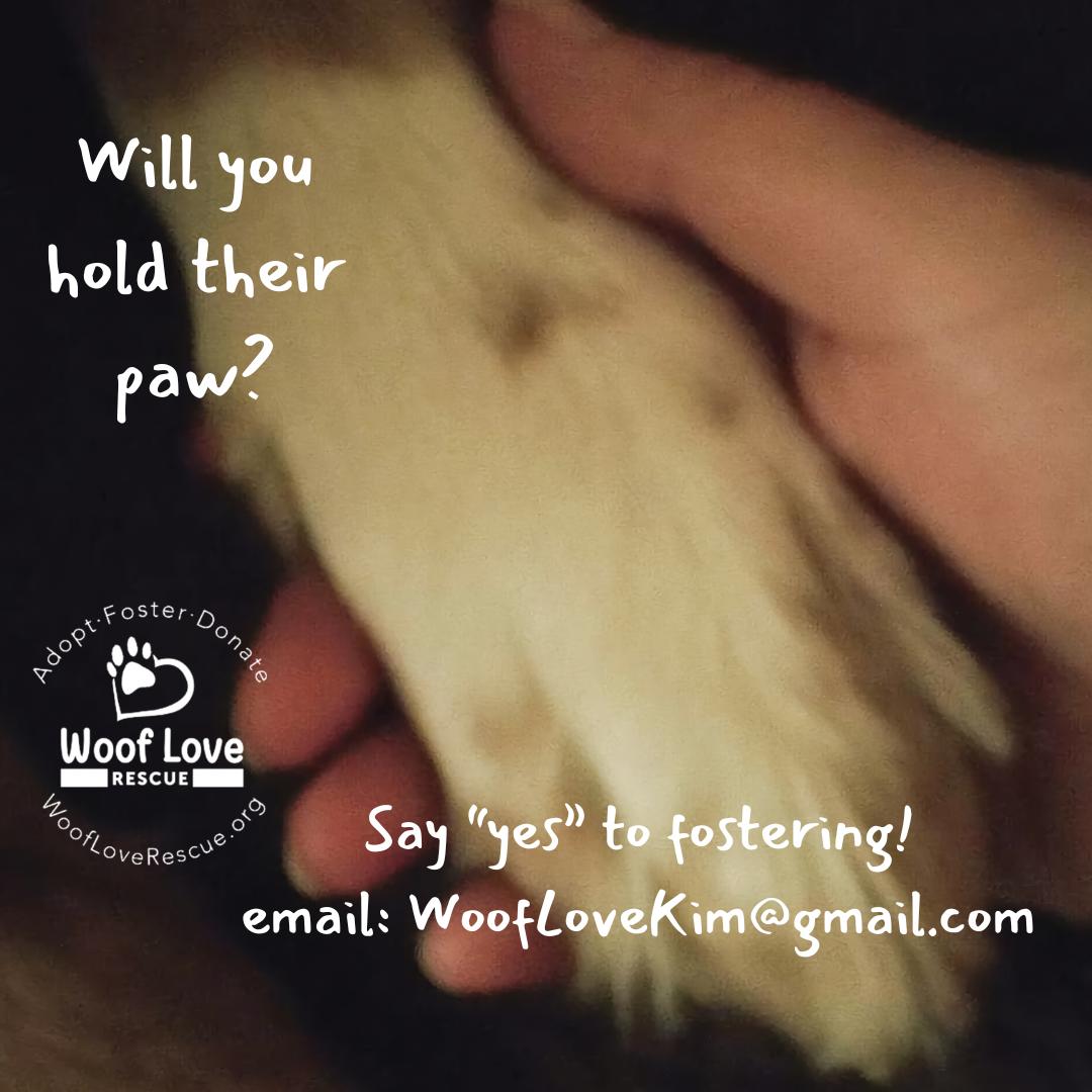 Enlarge Foster Homes Needed! All ages, breeds., a Adoptable Mixed Breed in Collingswood, NJ image 1/1