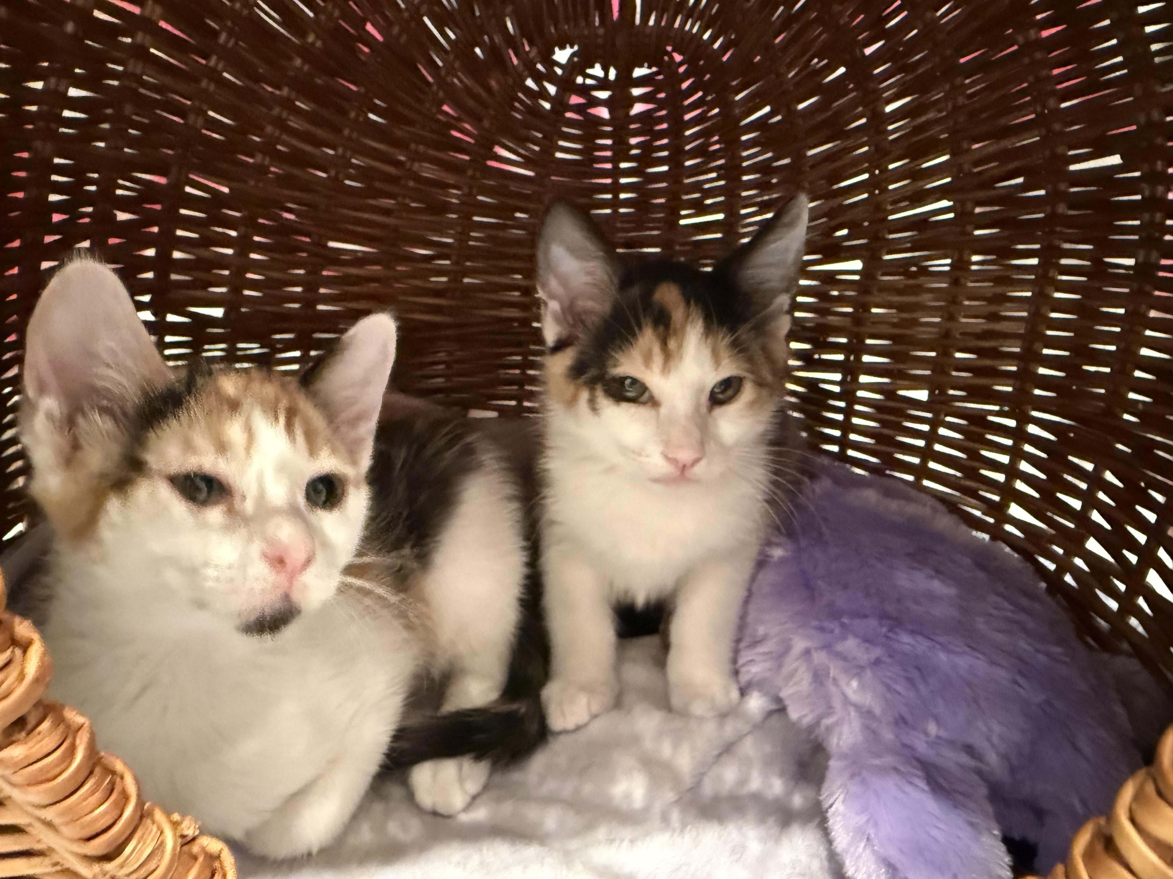 Blossom (bonded to sister), a ADOPTABLE Domestic Medium Hair in Ponte vedra, FL image 5/6