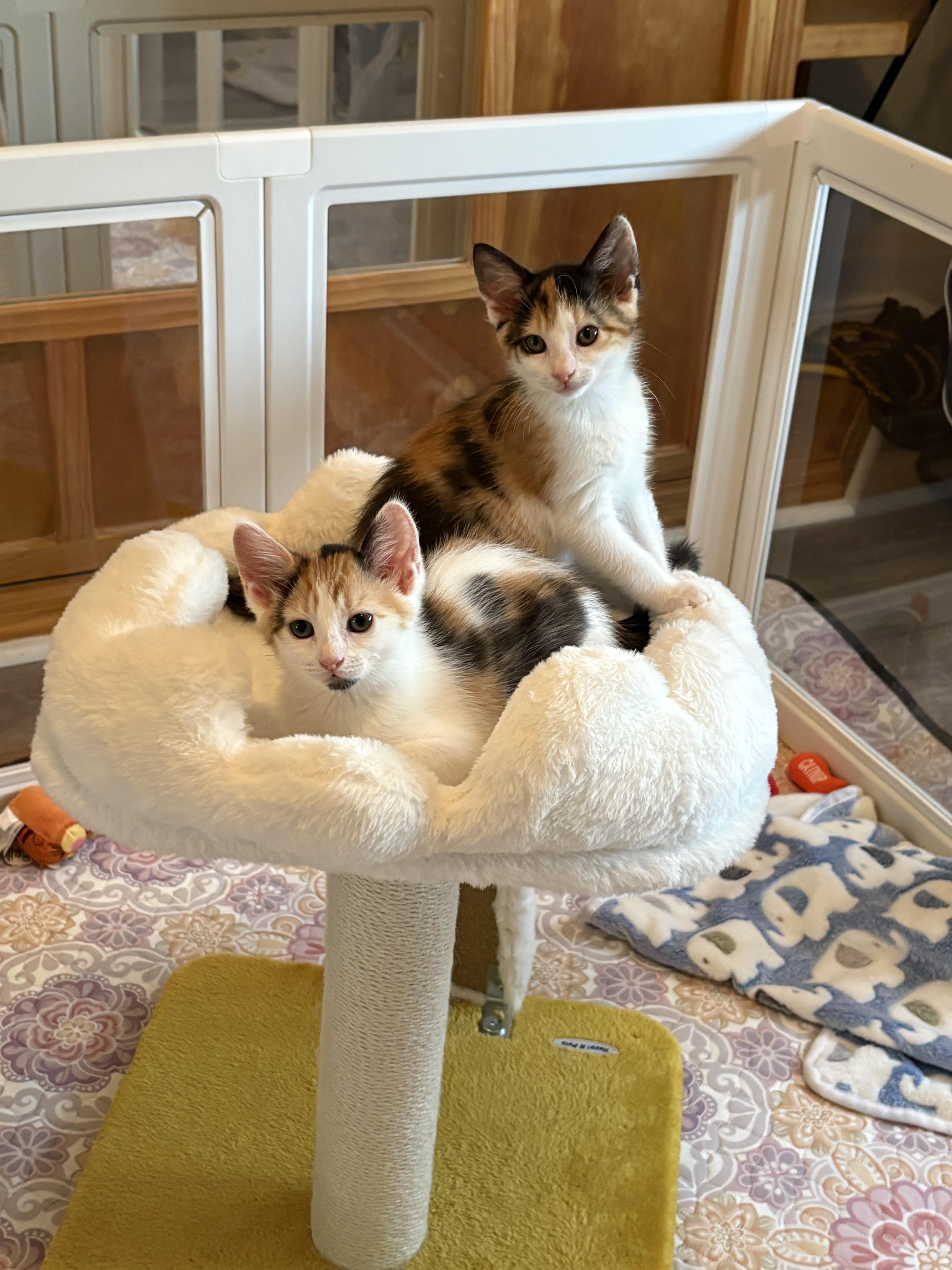 Blossom (bonded to sister), a ADOPTABLE Domestic Medium Hair in Ponte vedra, FL image 2/6