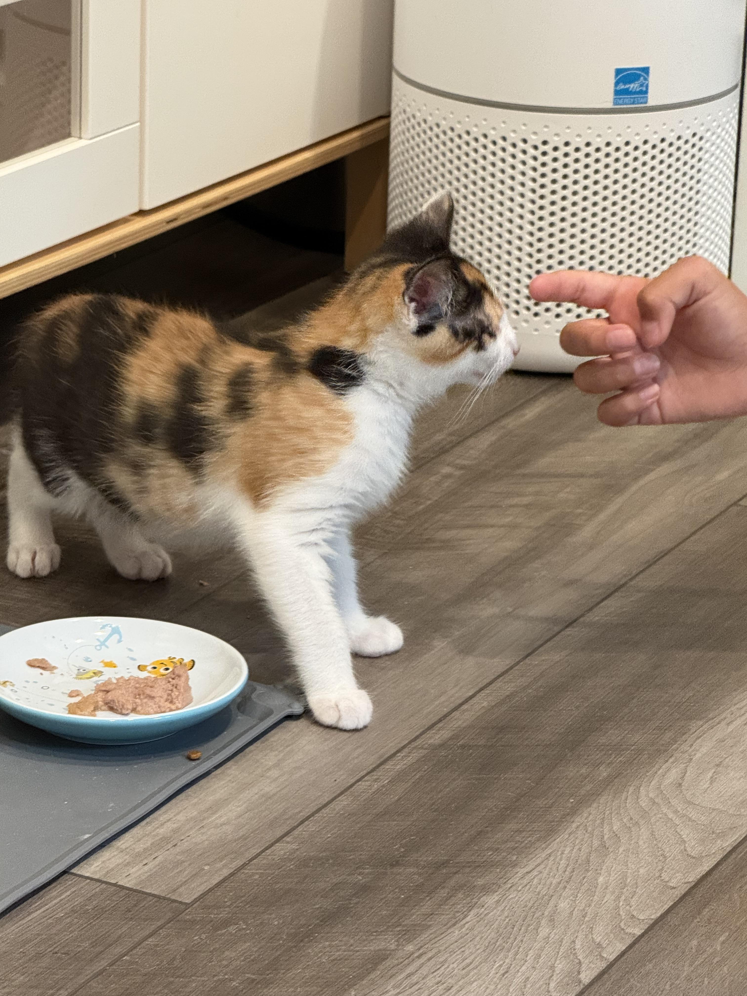 Blossom (bonded to sister), a ADOPTABLE Domestic Medium Hair in Ponte vedra, FL image 6/6