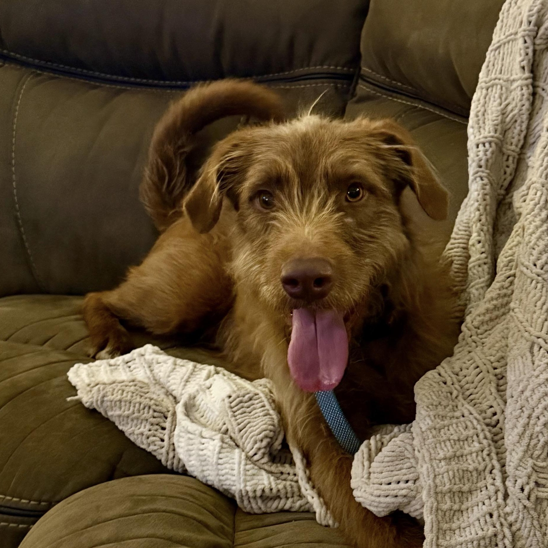 Lucky, Adoptable, Young Male Irish Terrier.