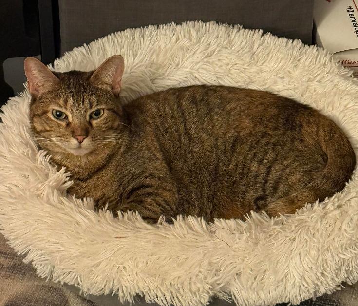 Mandy, Adoptable, Adult Female Domestic Short Hair & Tabby.