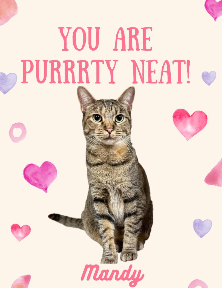 Mandy, a Adoptable mixed breed in Clarksville, TN image 2/6