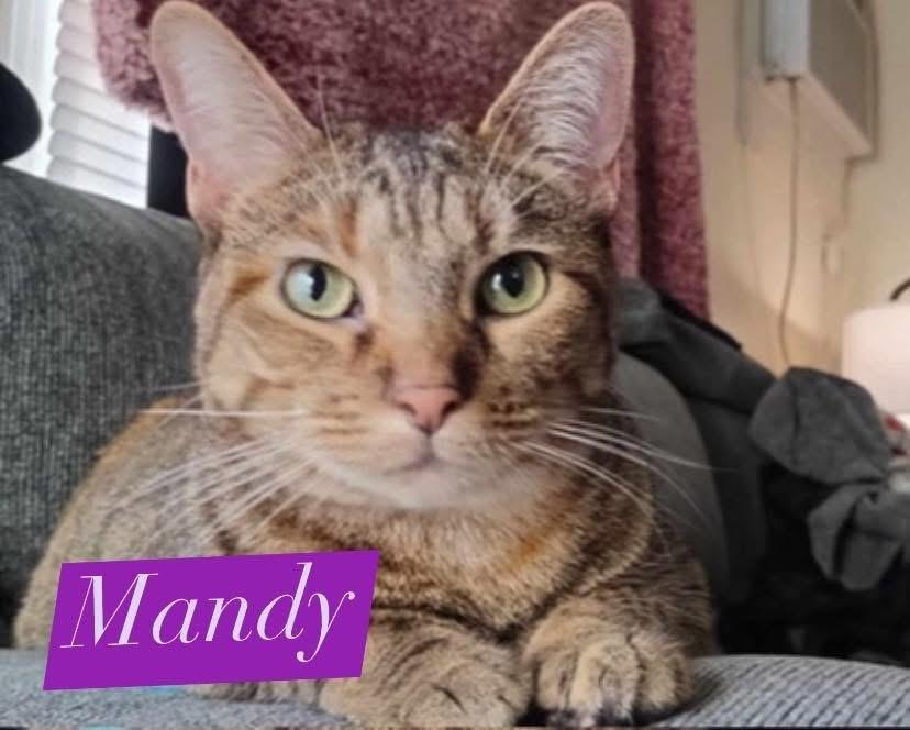Mandy, a Adoptable mixed breed in Clarksville, TN image 5/6