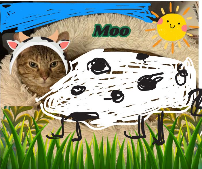 Mandy, a Adoptable mixed breed in Clarksville, TN image 6/6