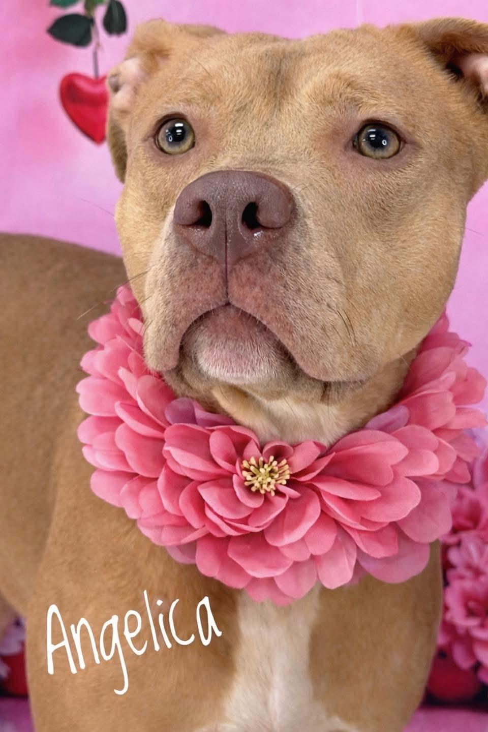 Enlarge Angelica, a ADOPTABLE Mixed Breed in Flint, MI image 1/1