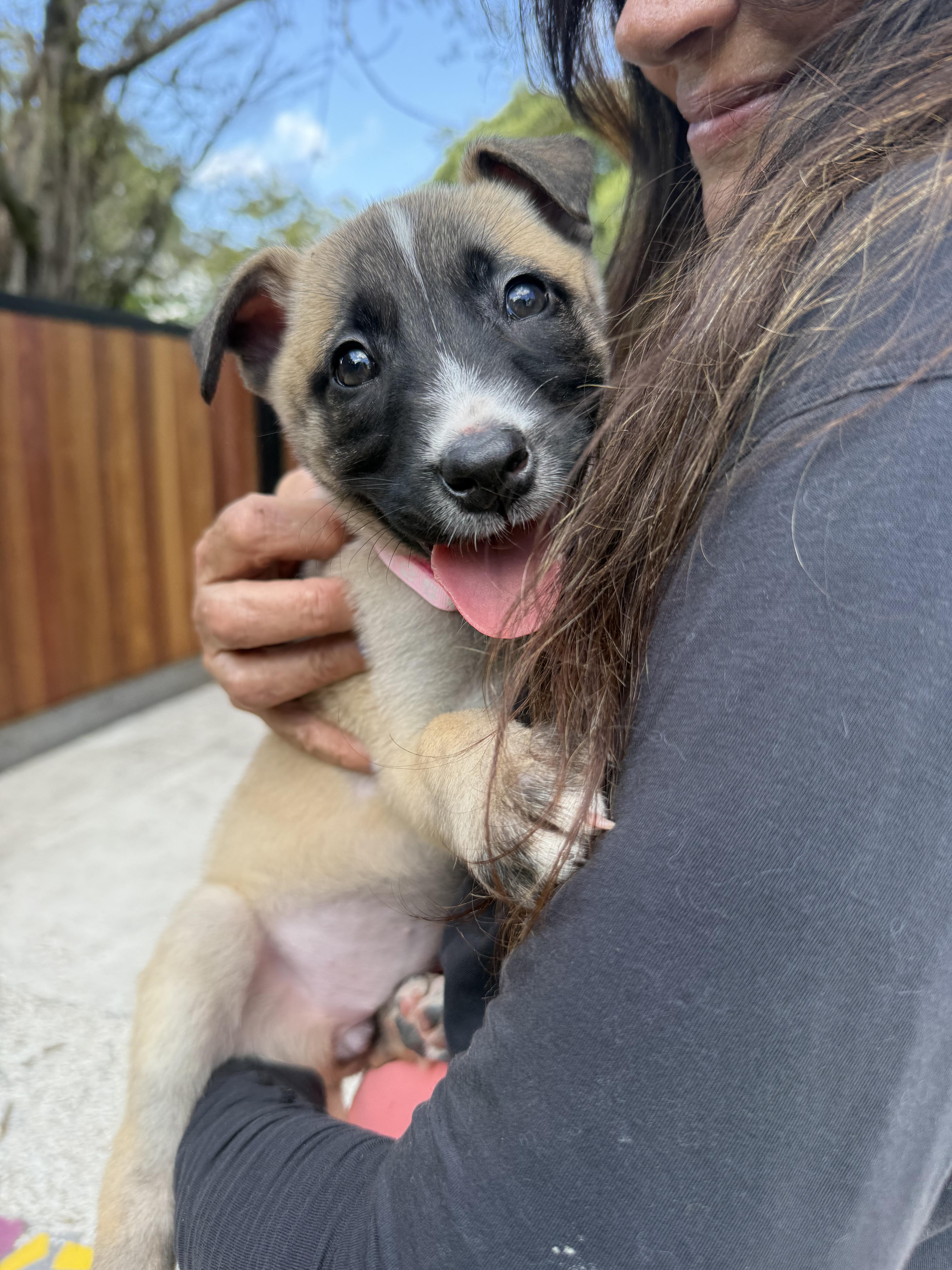 Enlarge mila, an adopted mixed breed in Miami, FL image 3/3