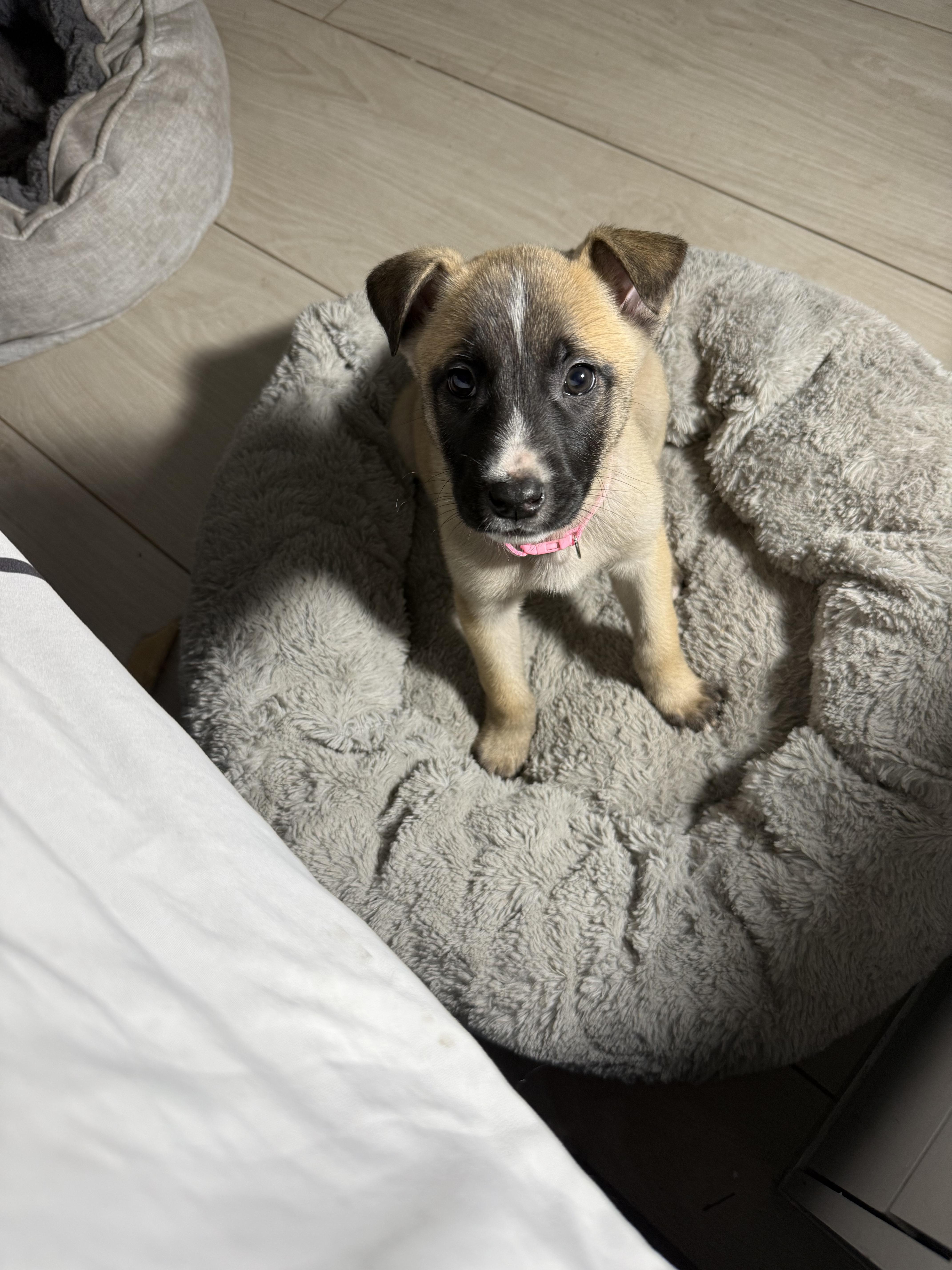 Enlarge mila, an adopted mixed breed in Miami, FL image 2/3