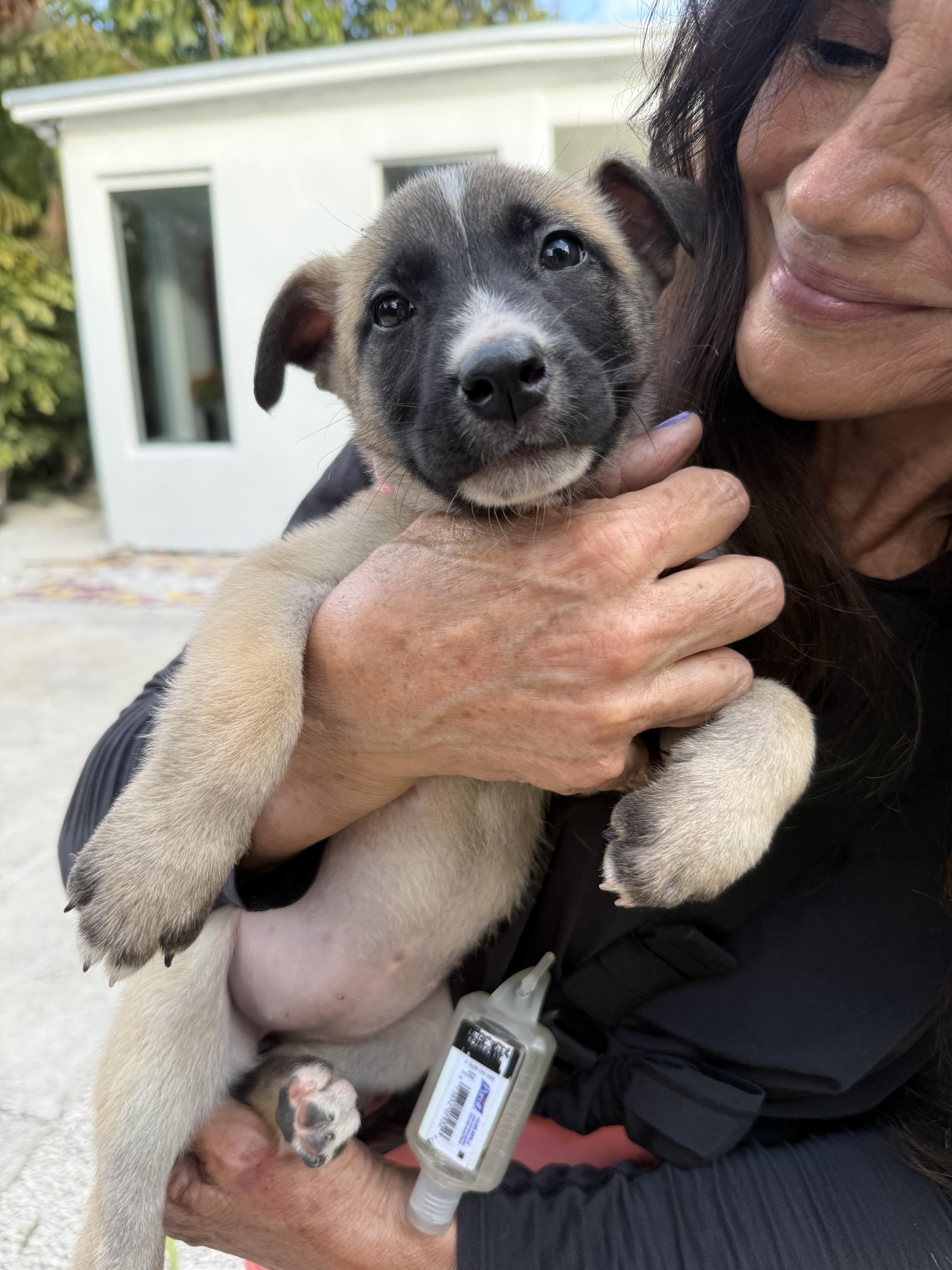 Enlarge mila, an adopted mixed breed in Miami, FL image 1/3