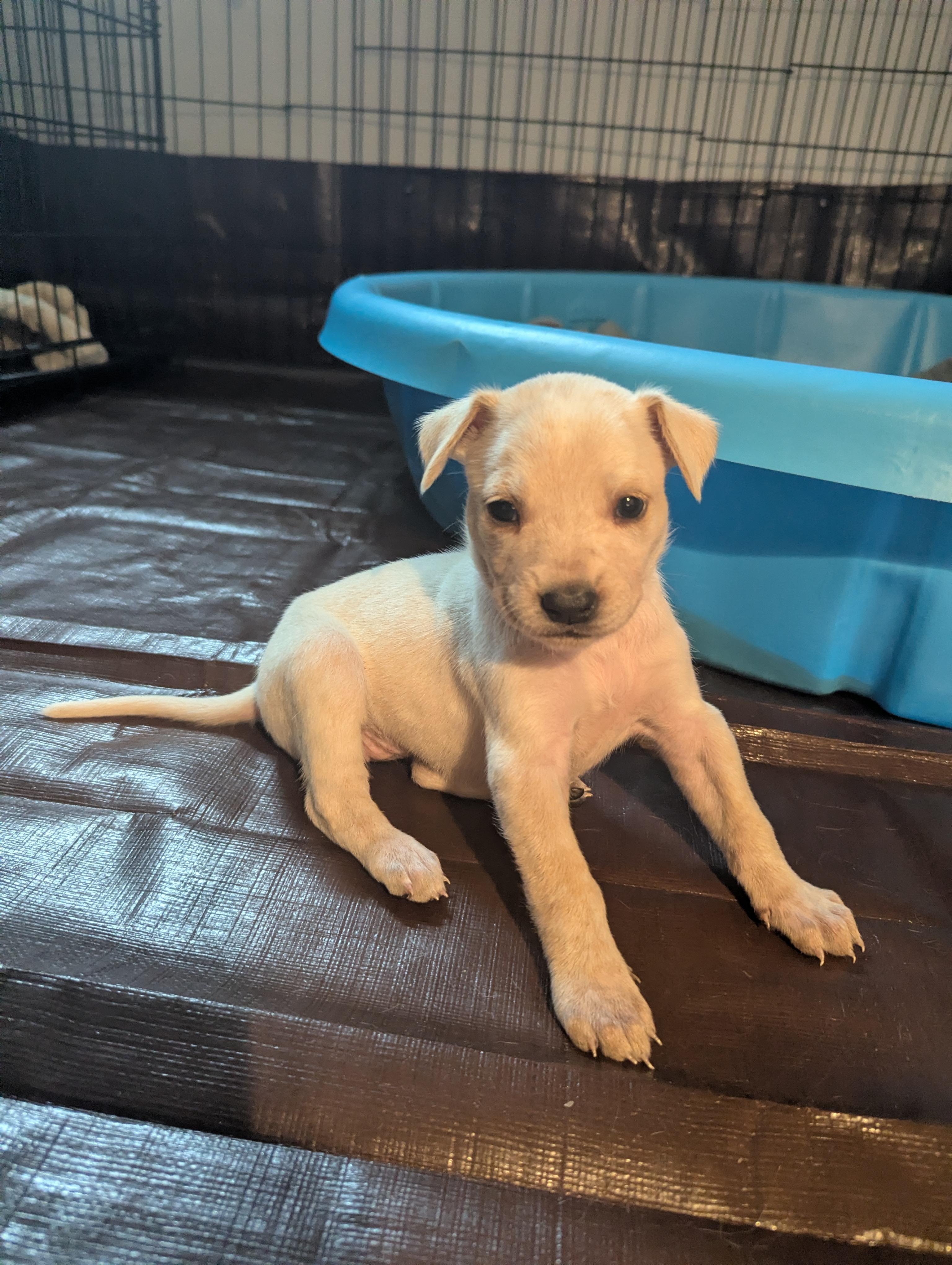 Enlarge Pinoli, an adopted mixed breed in Hoffman Estates, IL image 5/5