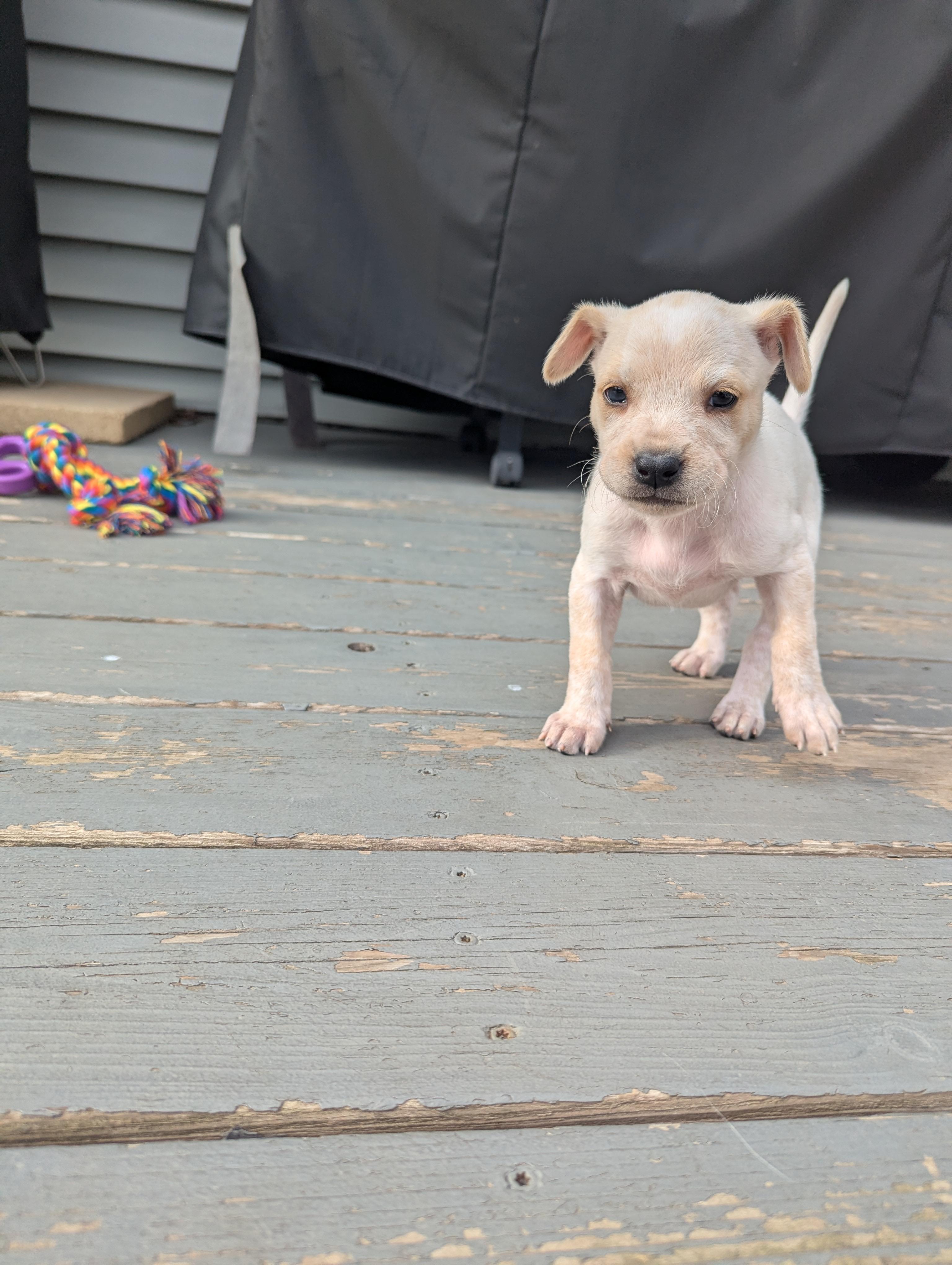 Enlarge Pinoli, an adopted mixed breed in Hoffman Estates, IL image 4/5