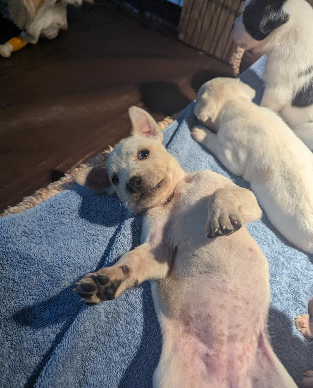 Enlarge Pinoli, an adopted mixed breed in Hoffman Estates, IL image 2/5