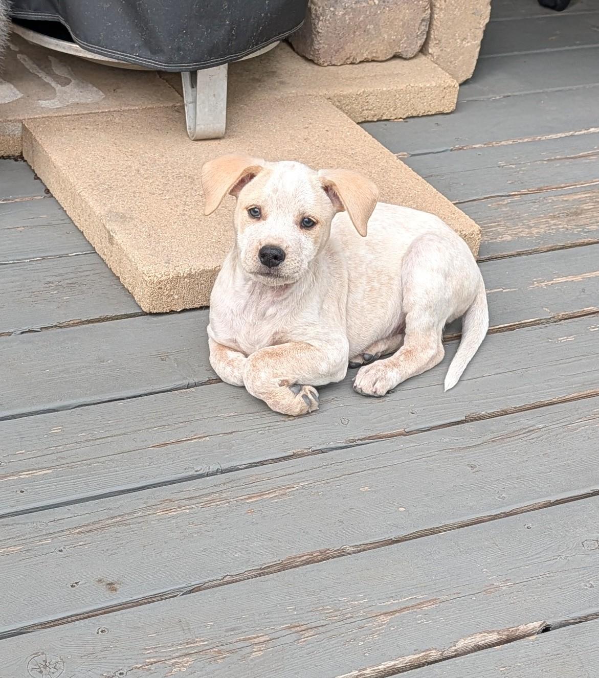 Pinoli, adopted, Puppy Female Labrador Retriever & Australian Cattle Dog / Blue Heeler.