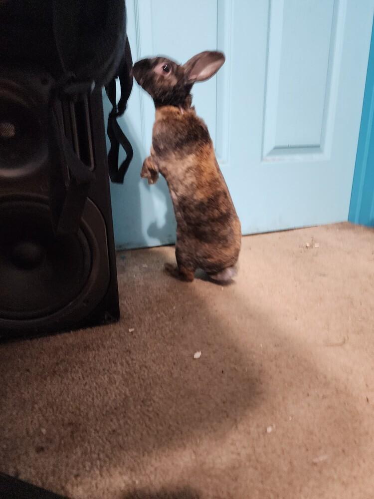 Brownie, Adopted, Adult Female Mini Rex.