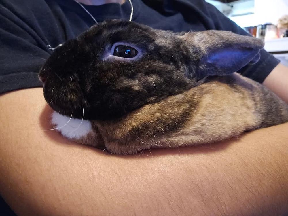 Enlarge Brownie, a Adopted Mini Rex in Melbourne, FL image 2/6