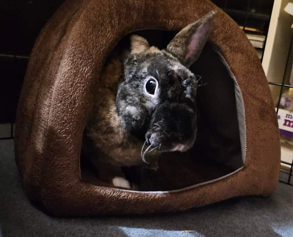 Enlarge Brownie, a Adopted Mini Rex in Melbourne, FL image 3/6