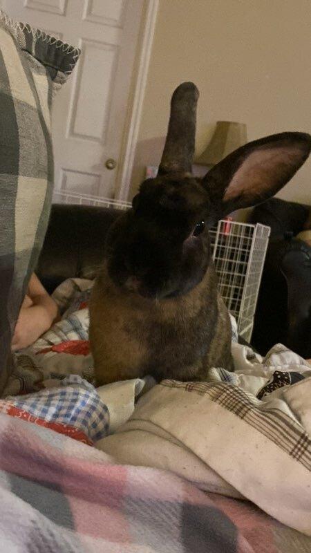 Enlarge Brownie, a Adopted Mini Rex in Melbourne, FL image 4/6