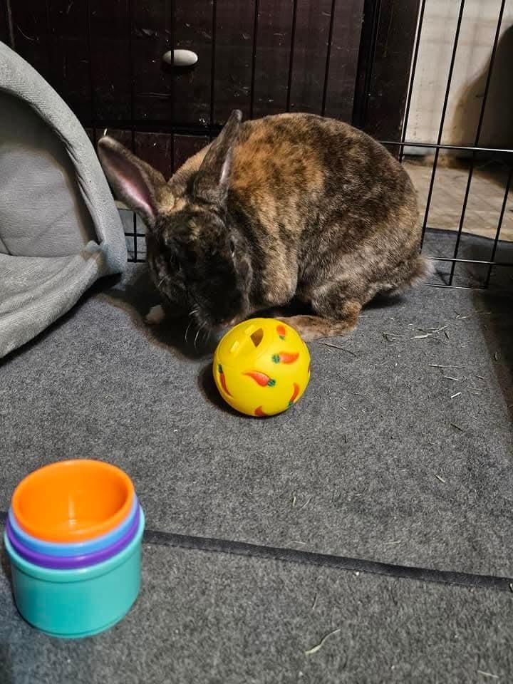 Enlarge Brownie, a Adopted Mini Rex in Melbourne, FL image 5/6