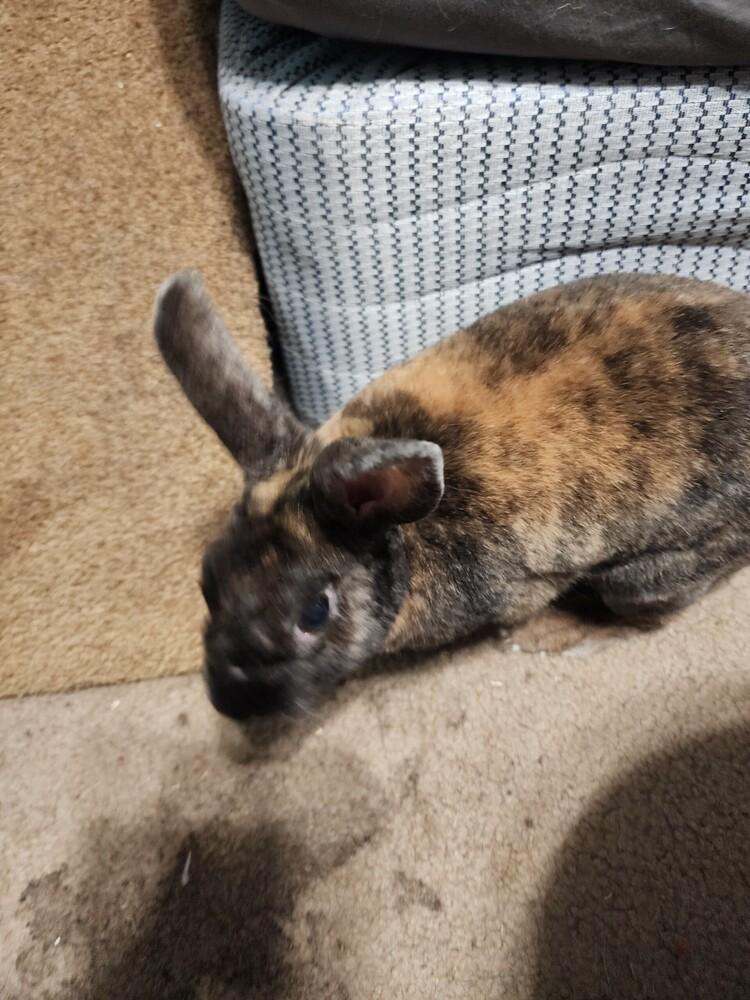 Enlarge Brownie, a Adopted Mini Rex in Melbourne, FL image 6/6