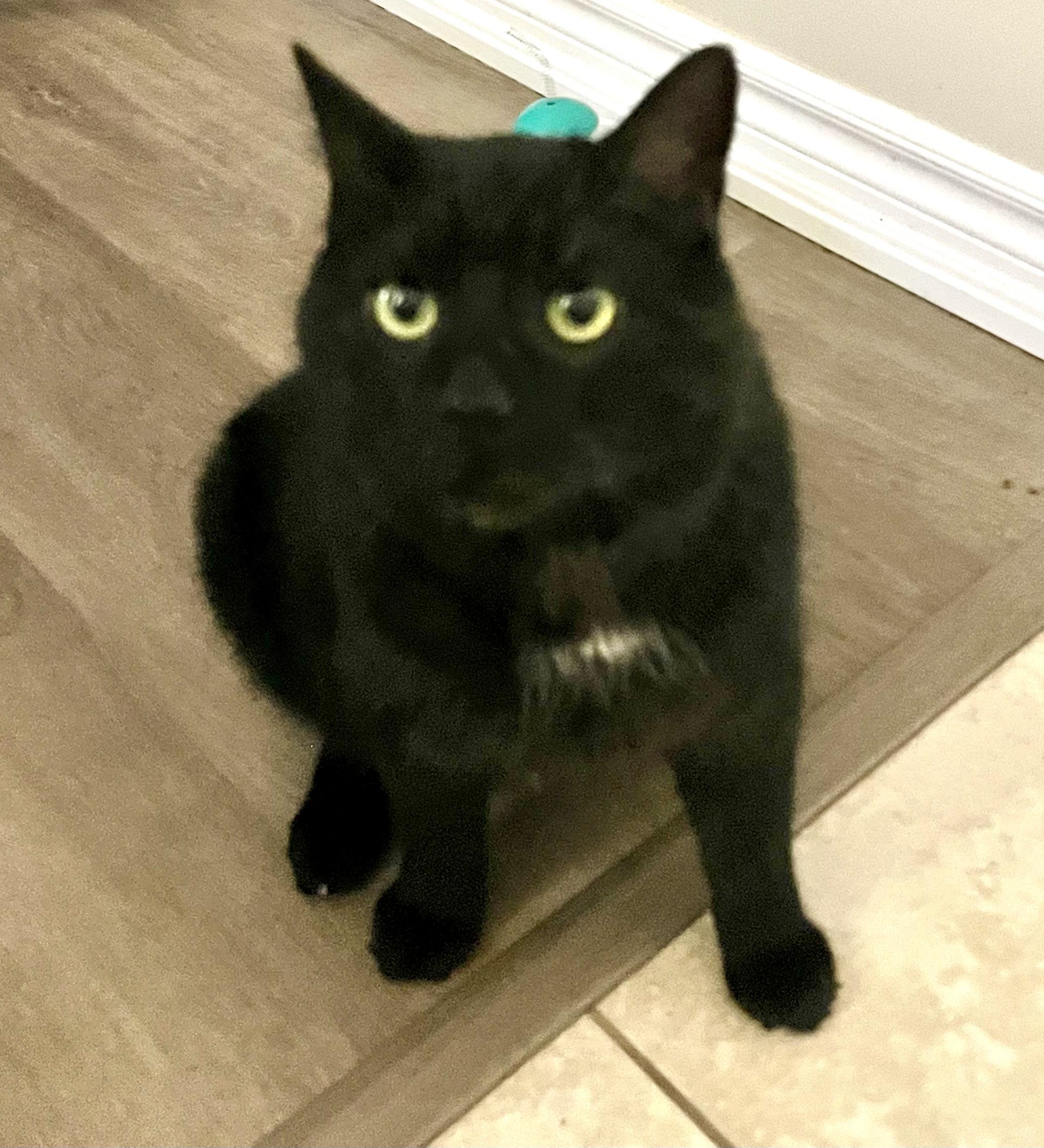 Muffin, Adoptable, Adult Male Domestic Short Hair.