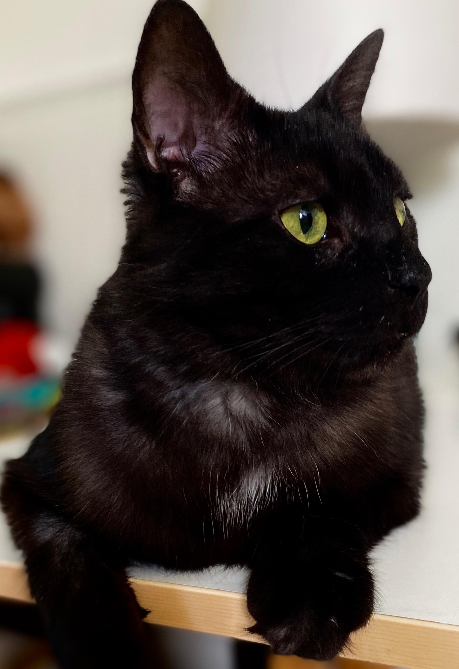 Muffin, a Adoptable Domestic Short Hair in Hamilton, ON image 6/6