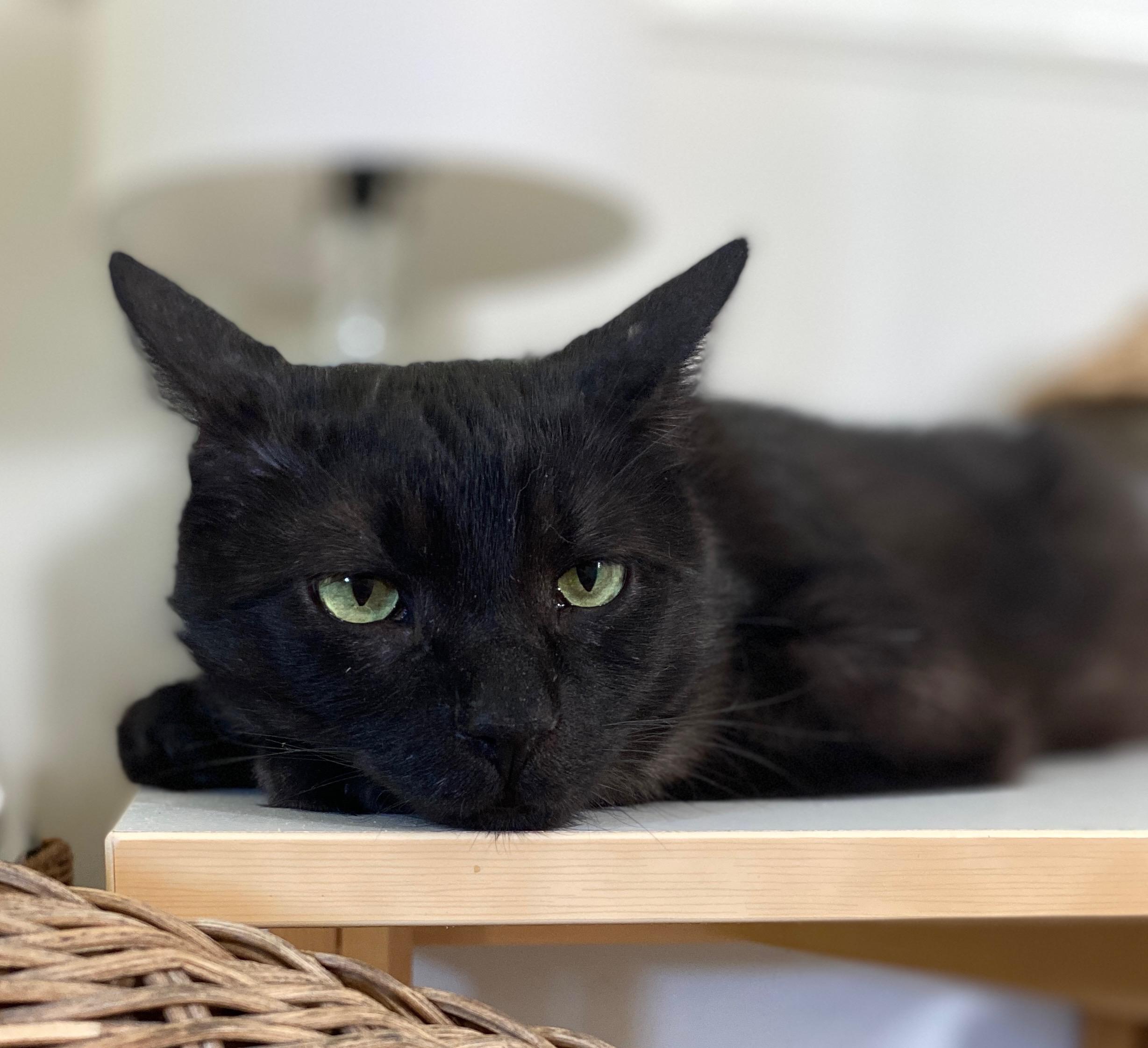 Muffin, a Adoptable Domestic Short Hair in Hamilton, ON image 5/6