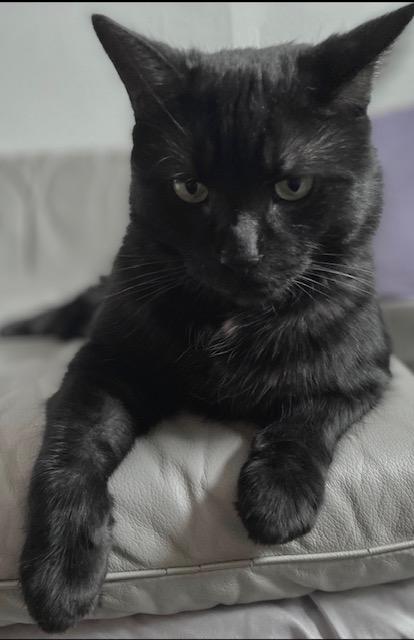 Muffin, Adoptable, Adult Male Domestic Short Hair.