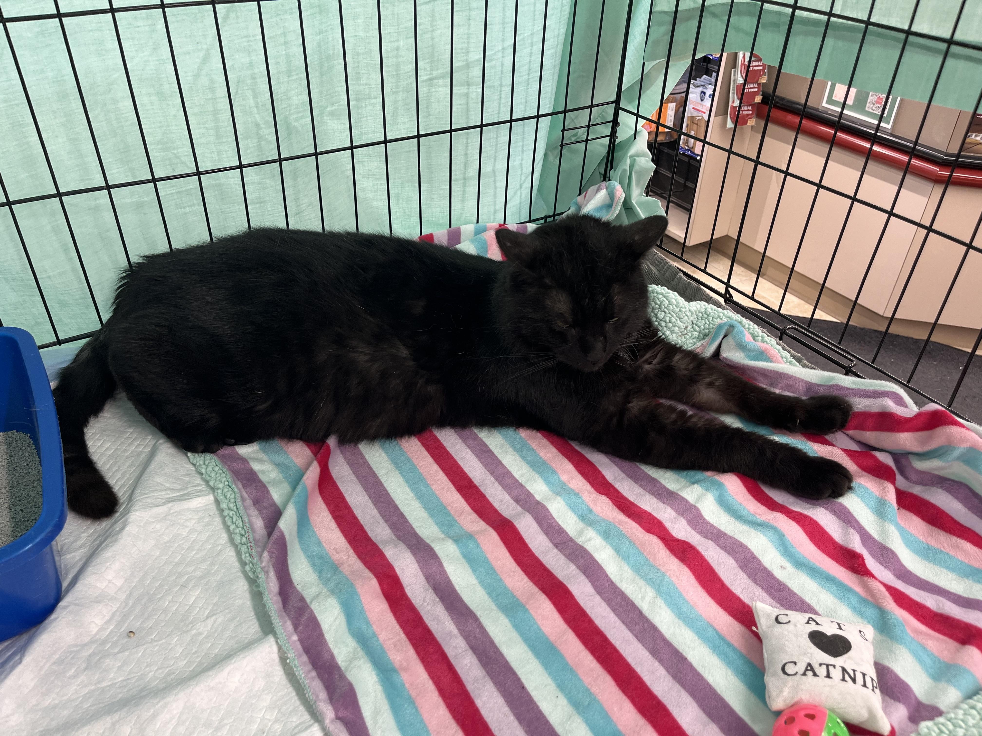 Muffin, a Adoptable Domestic Short Hair in Hamilton, ON image 2/5