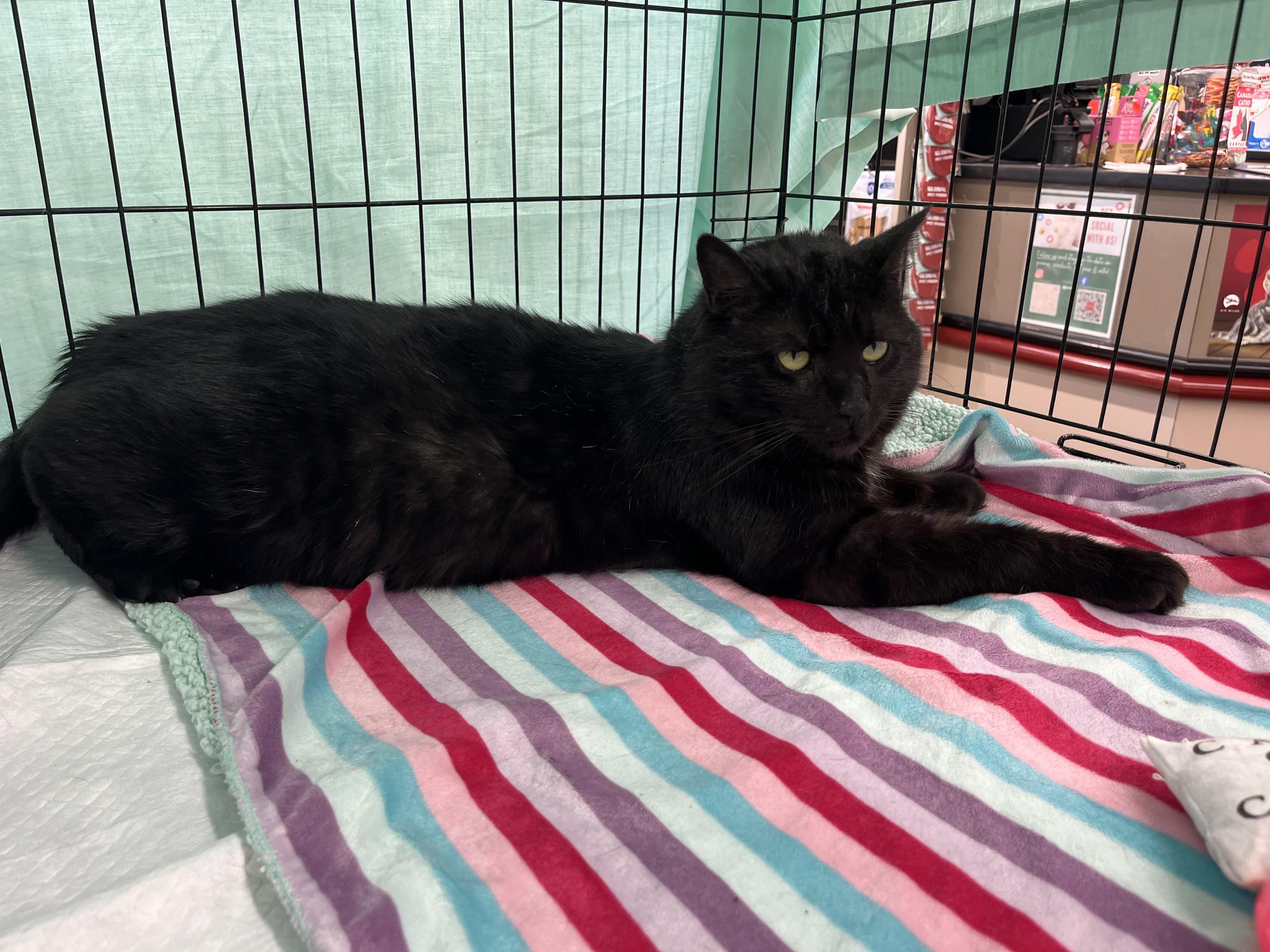 Muffin, a Adoptable Domestic Short Hair in Hamilton, ON image 3/5