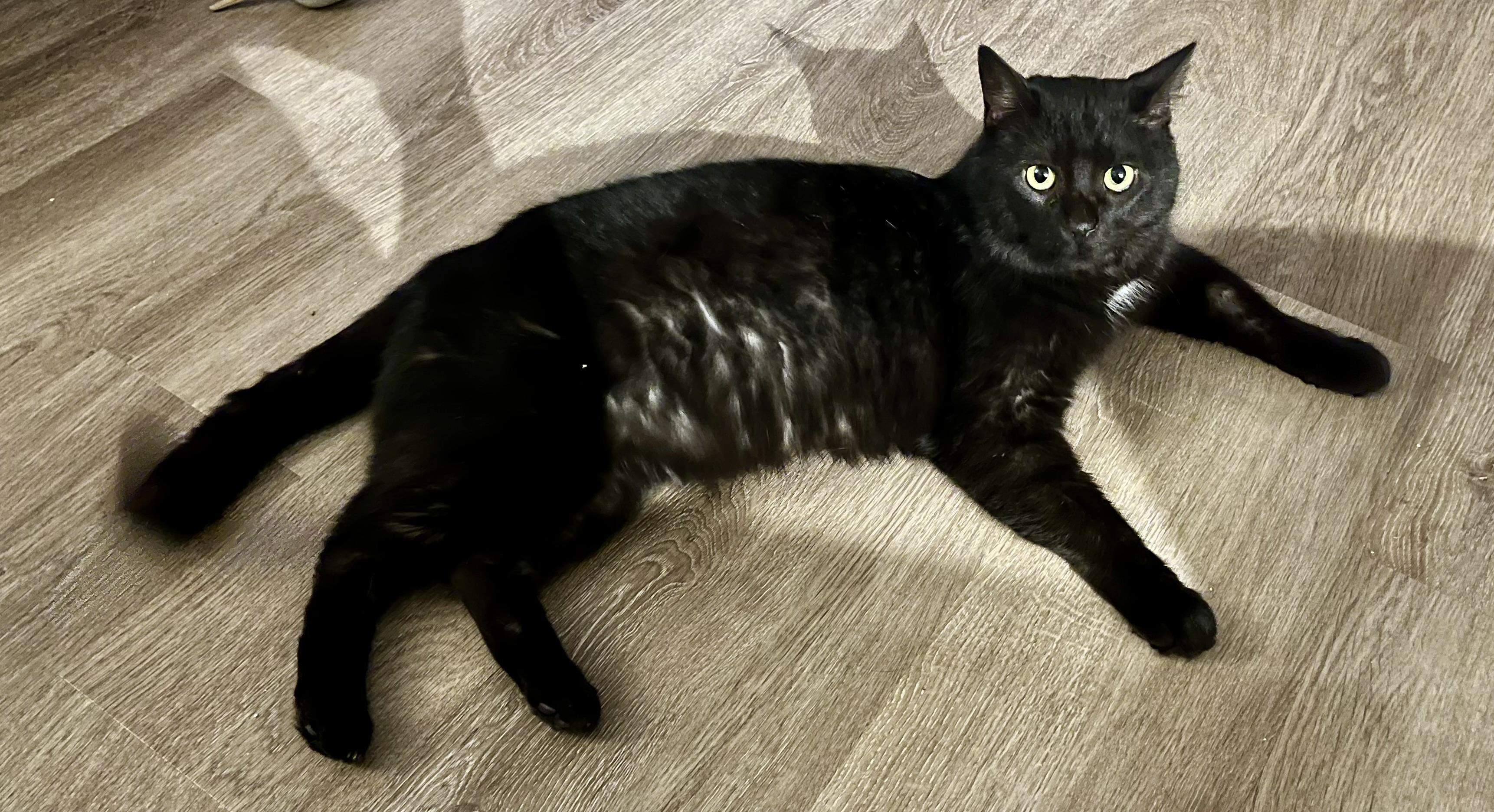 Muffin, a Adoptable Domestic Short Hair in Hamilton, ON image 4/5