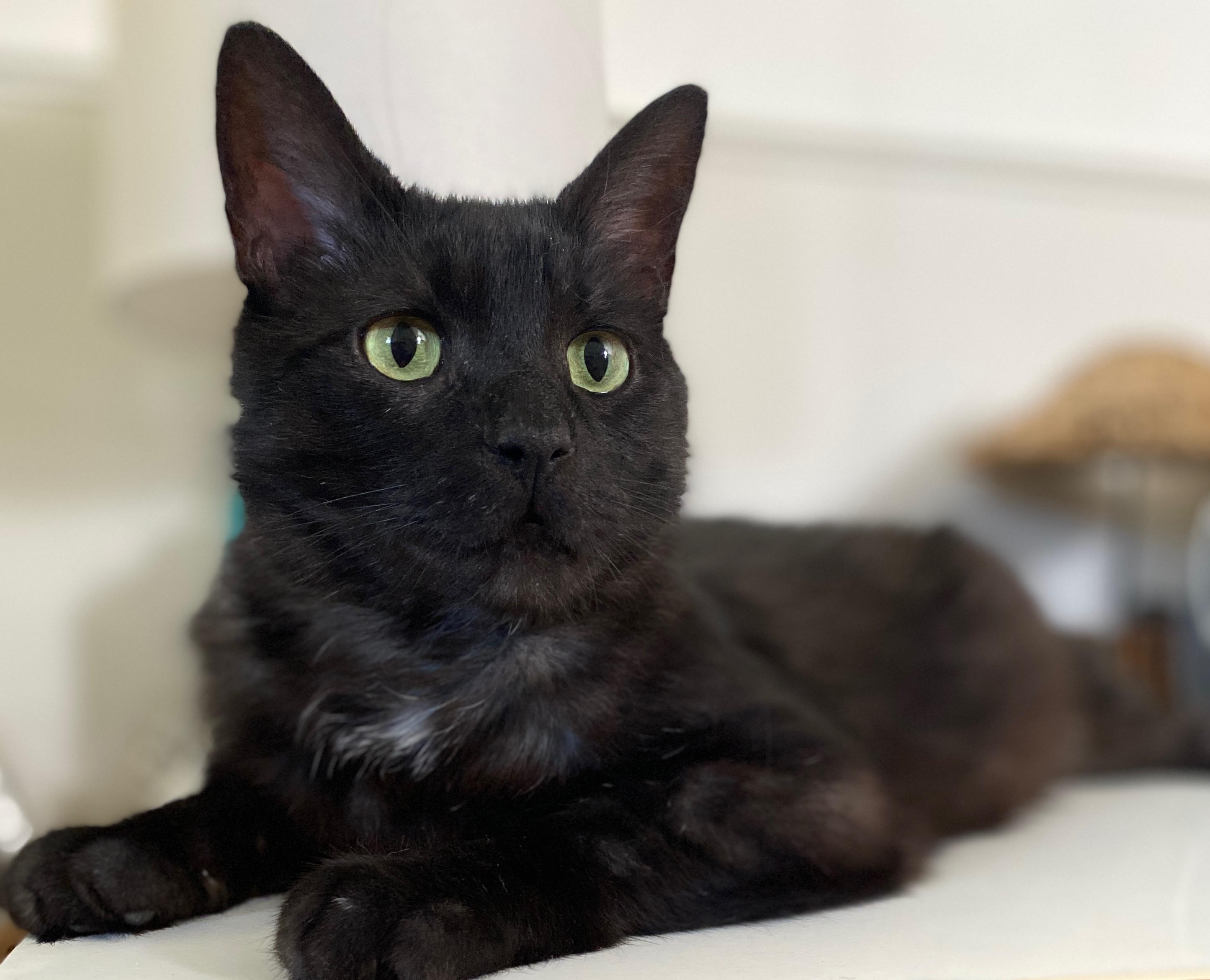 Muffin, a Adoptable Domestic Short Hair in Hamilton, ON image 1/6
