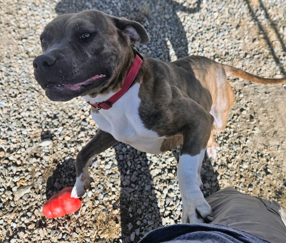 Enlarge Edith, a Adoptable mixed breed in Leadville, CO image 1/6