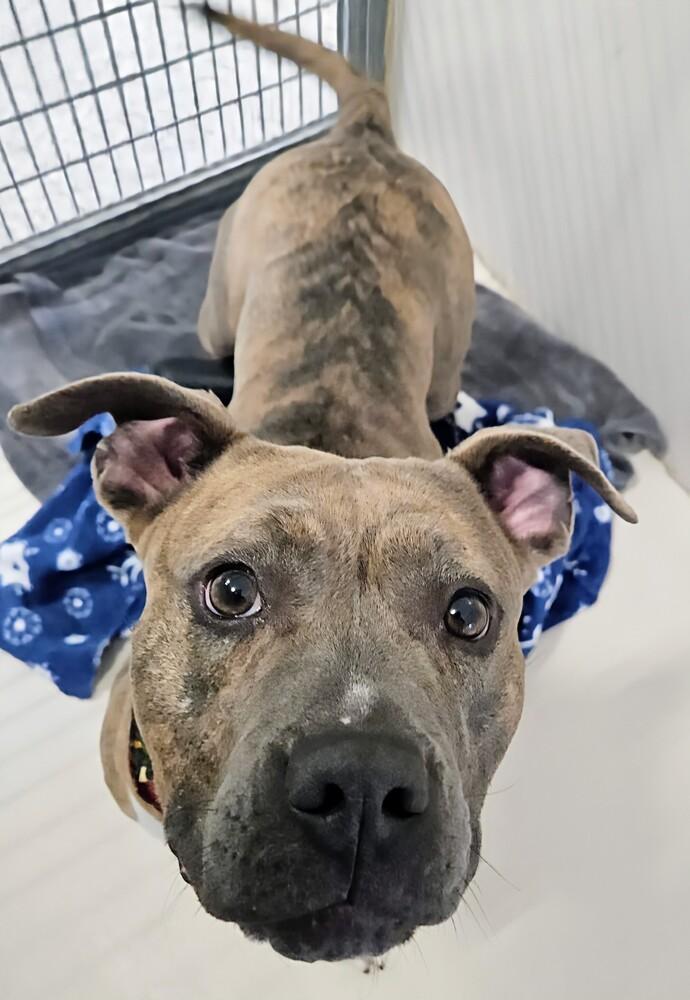 Edith, a Adoptable mixed breed in Leadville, CO image 2/6