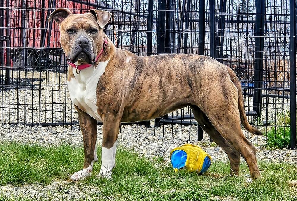 Edith, Adoptable, Adult Female Mixed Breed.