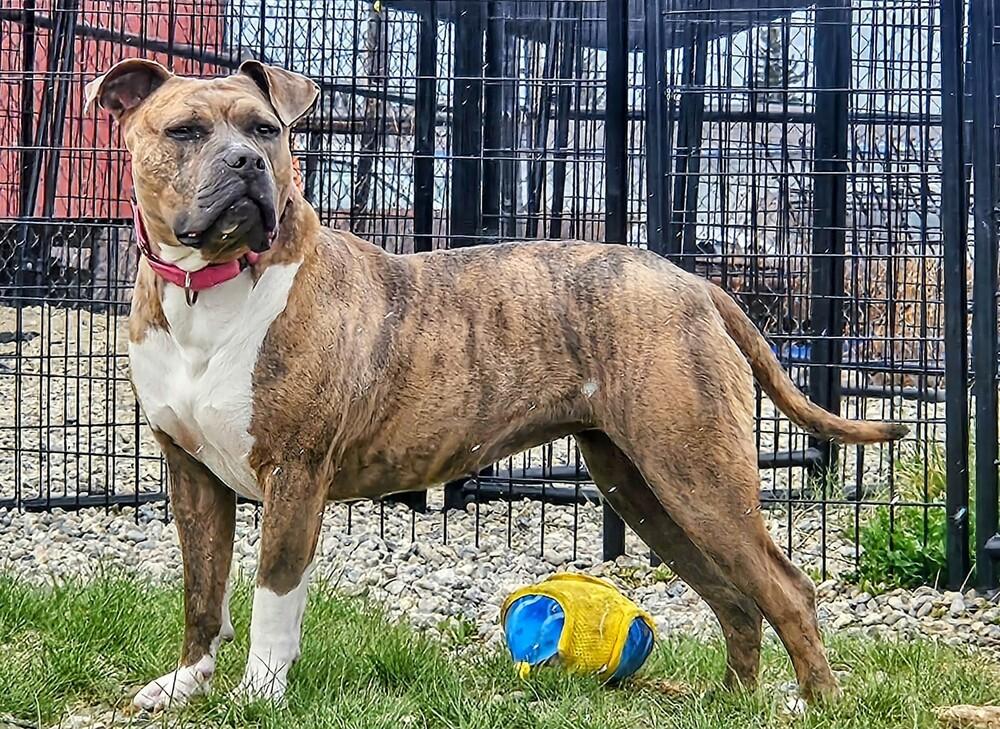 Edith, a Adoptable mixed breed in Leadville, CO image 2/6