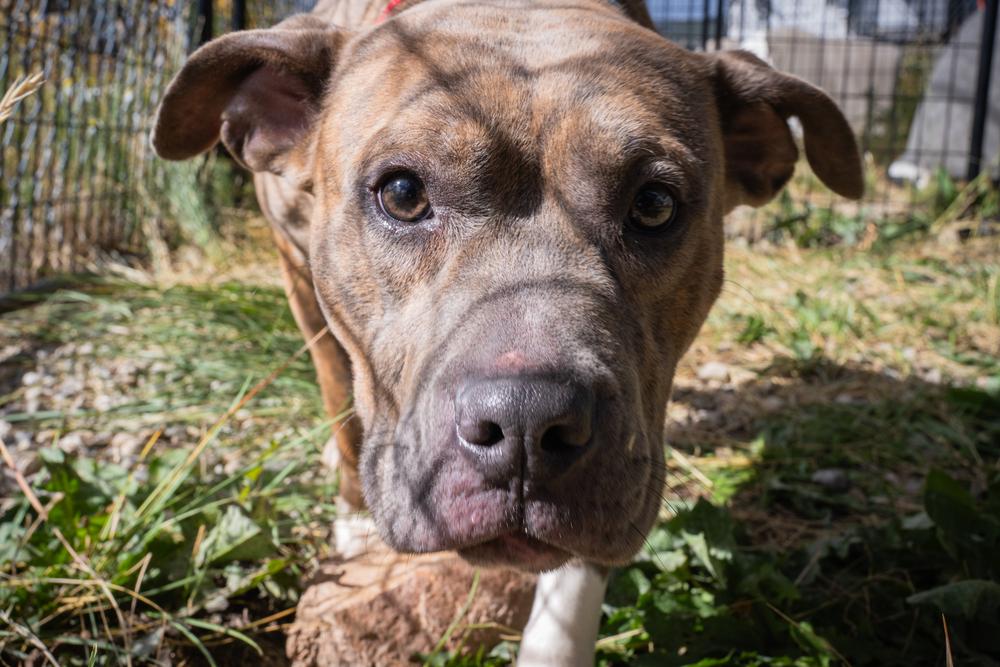 Enlarge Edith, a Adoptable mixed breed in Leadville, CO image 2/6