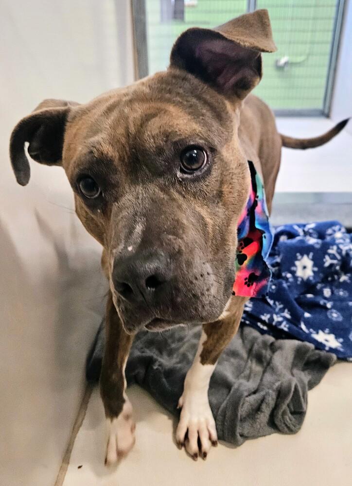 Edith, a Adoptable mixed breed in Leadville, CO image 3/6