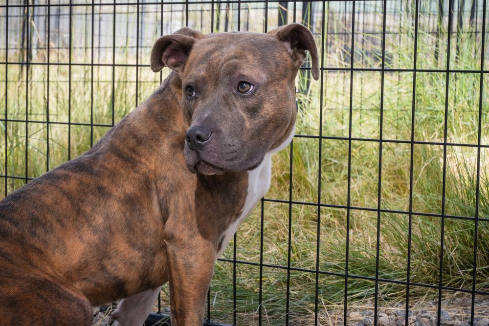 Enlarge Edith, a Adoptable mixed breed in Leadville, CO image 3/6