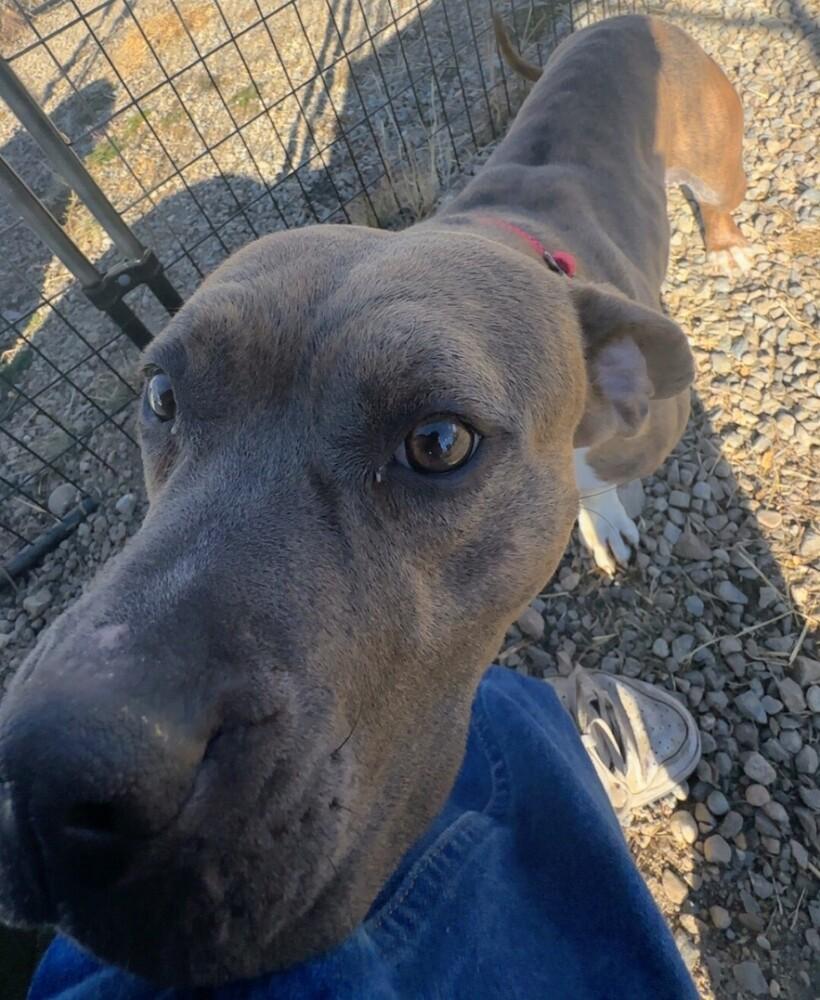 Enlarge Edith, a Adoptable mixed breed in Leadville, CO image 4/6