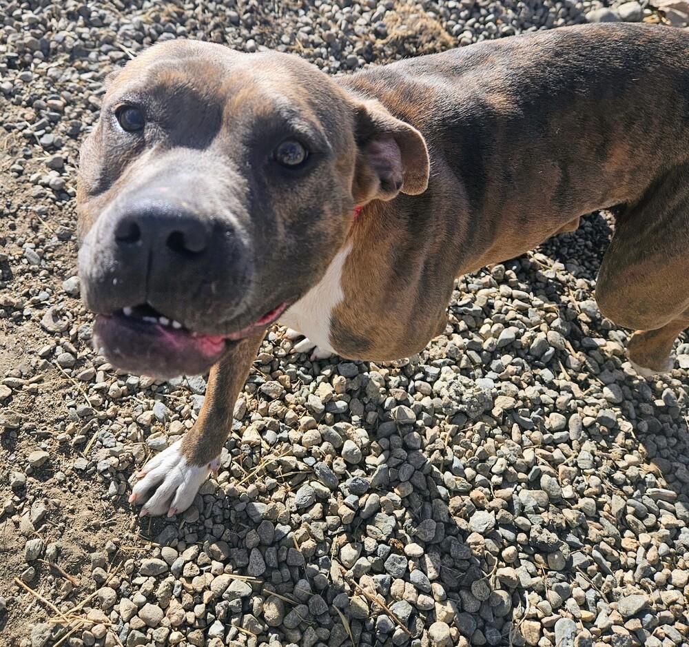 Enlarge Edith, a Adoptable mixed breed in Leadville, CO image 5/6
