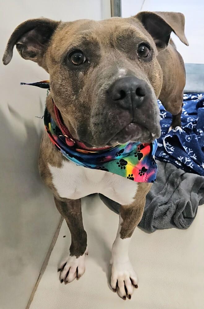 Edith, a Adoptable mixed breed in Leadville, CO image 5/6