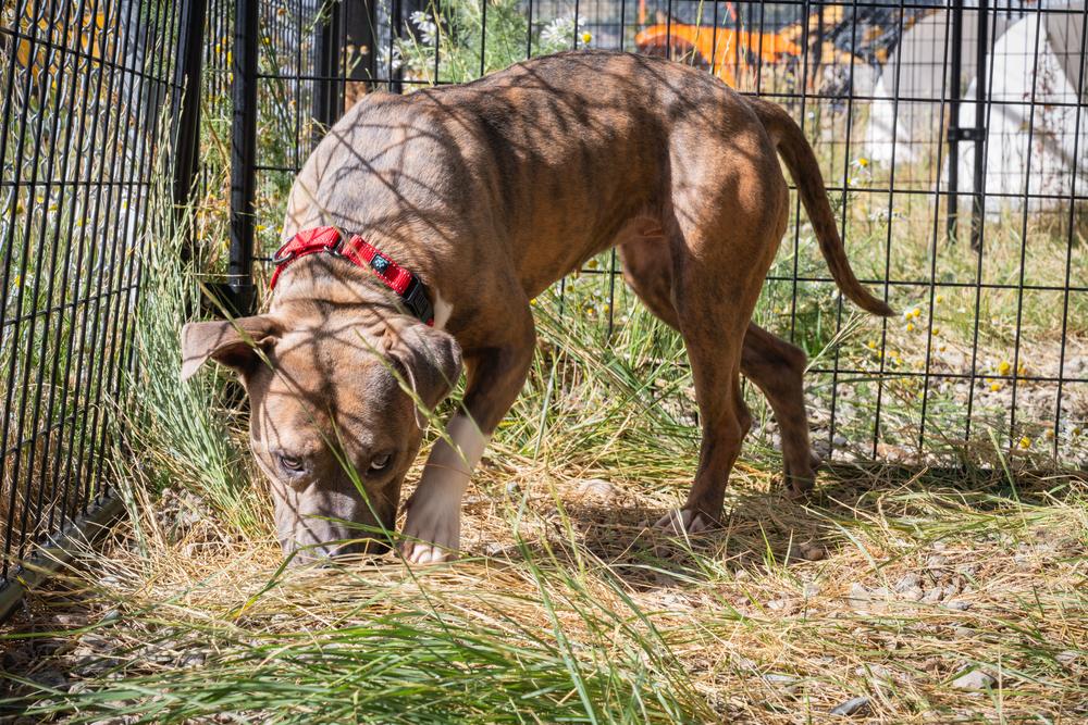 Enlarge Edith, a Adoptable mixed breed in Leadville, CO image 6/6