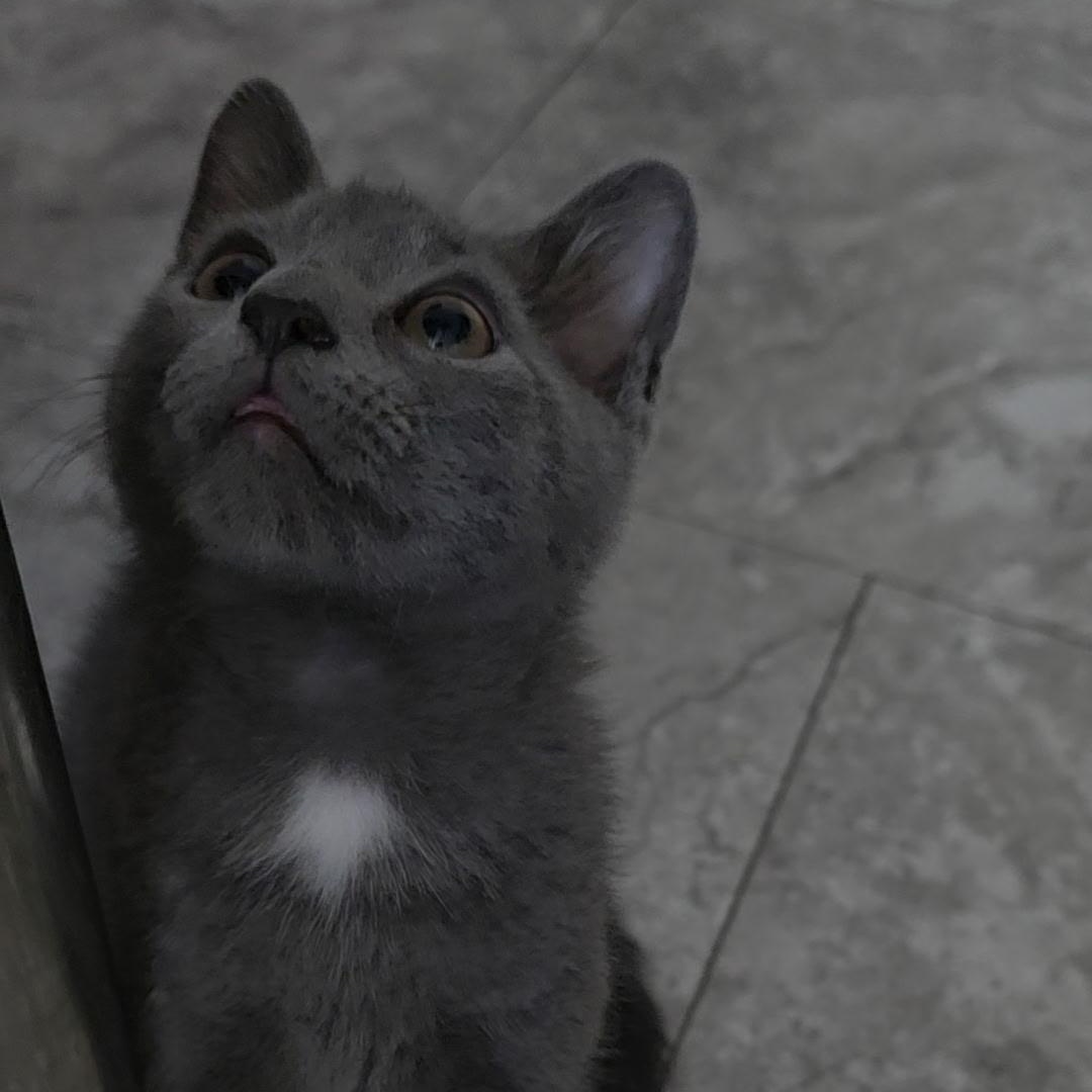 Fred, a ADOPTABLE Russian Blue in Reisterstown, MD image 1/5