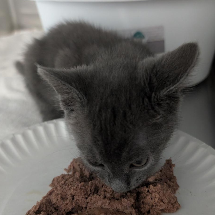 Fred, a ADOPTABLE Domestic Short Hair in Reisterstown, MD image 2/2