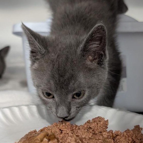 Fred, ADOPTABLE, Kitten Male Domestic Short Hair.